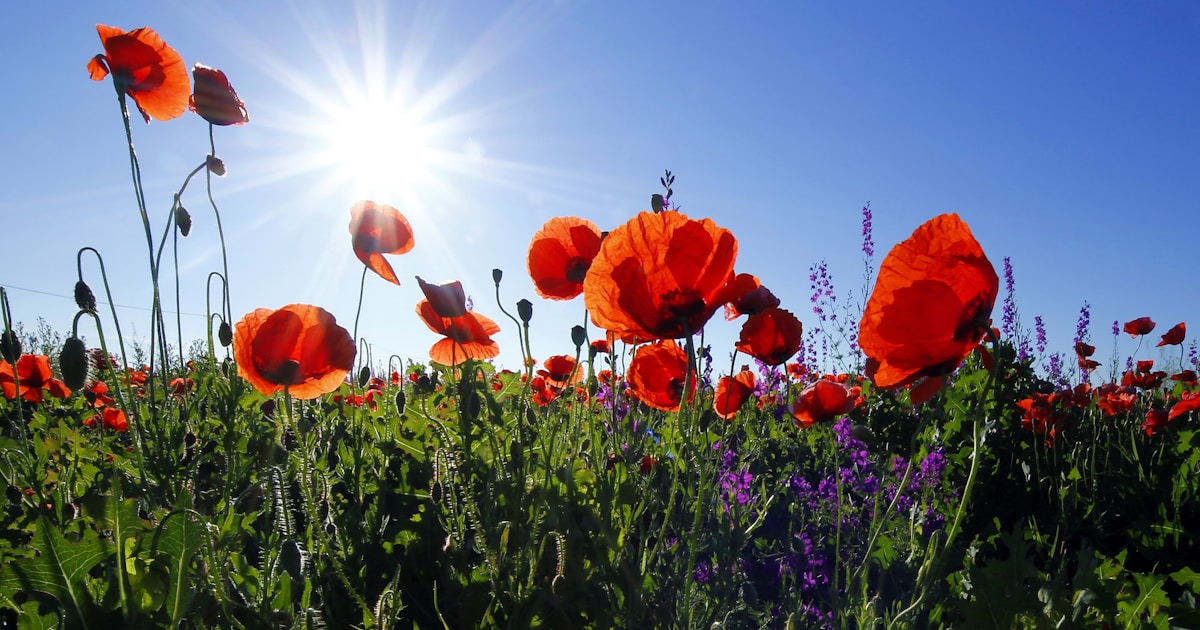 新天地での前向きな働き方を表す花畑の風景