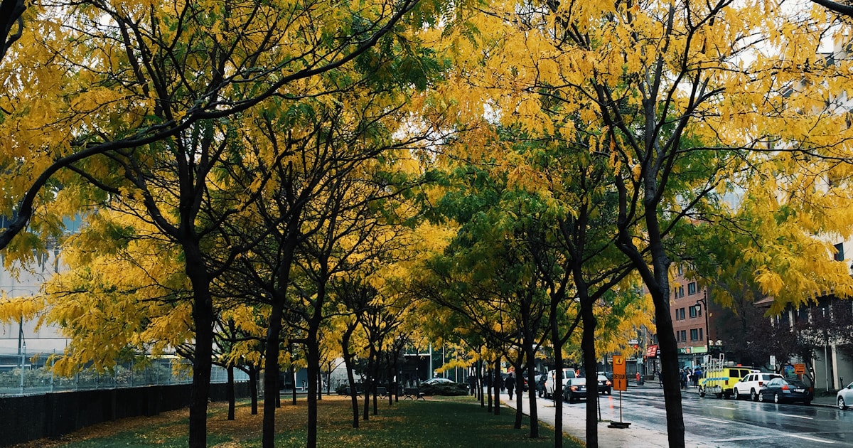 紅葉した並木道