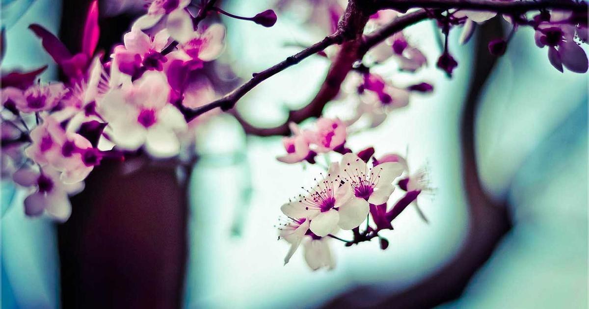 青空を背景に咲く桜の花