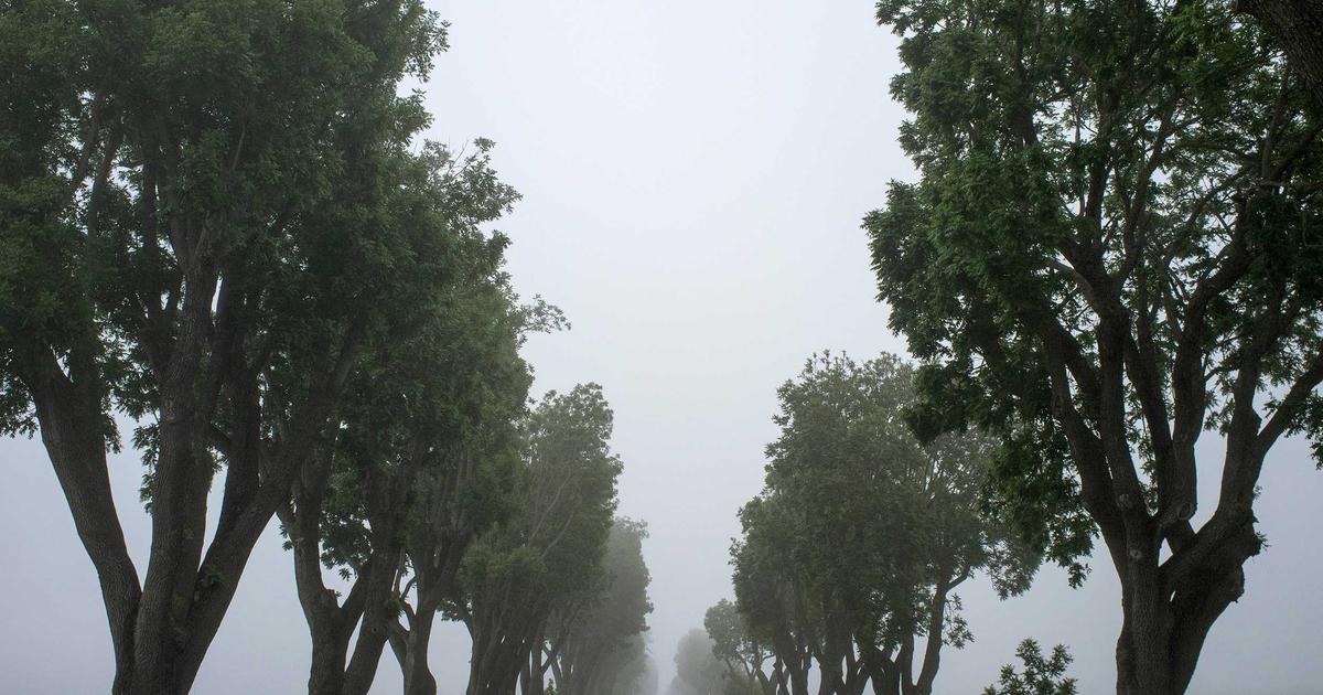 霧の中の並木道