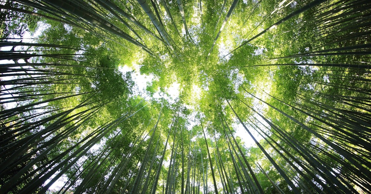 見上げた竹林と空
