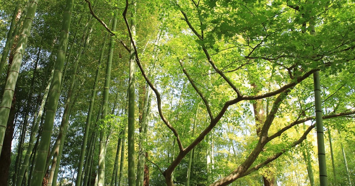 青々とした竹林