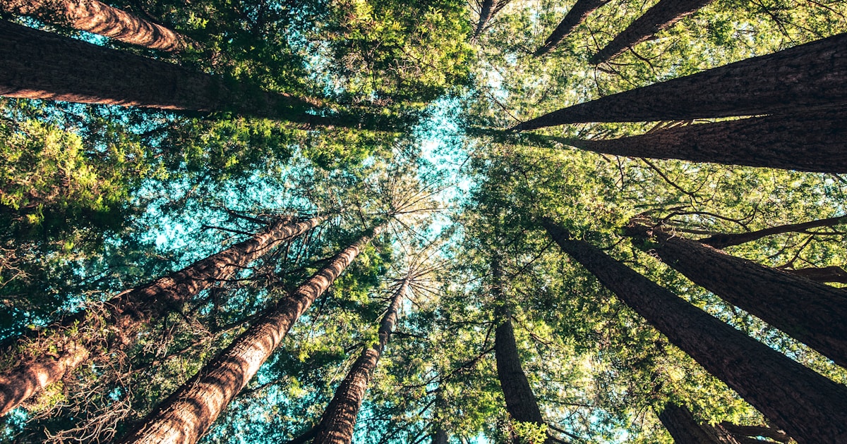 木々を見上げた風景