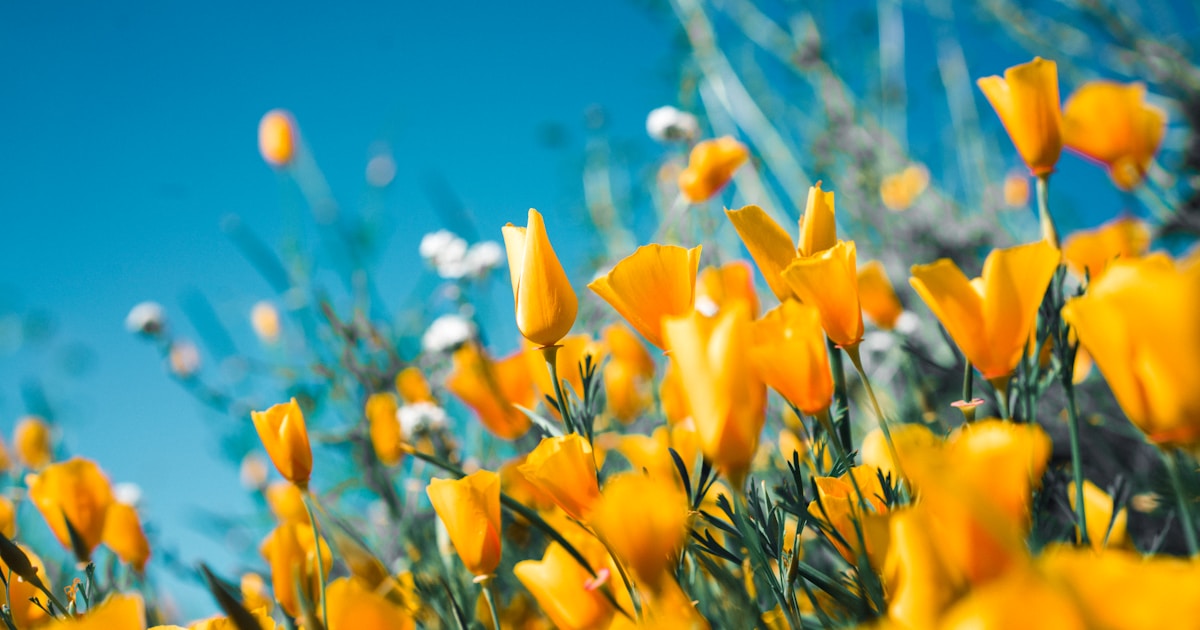 日差しを浴びるオレンジの花