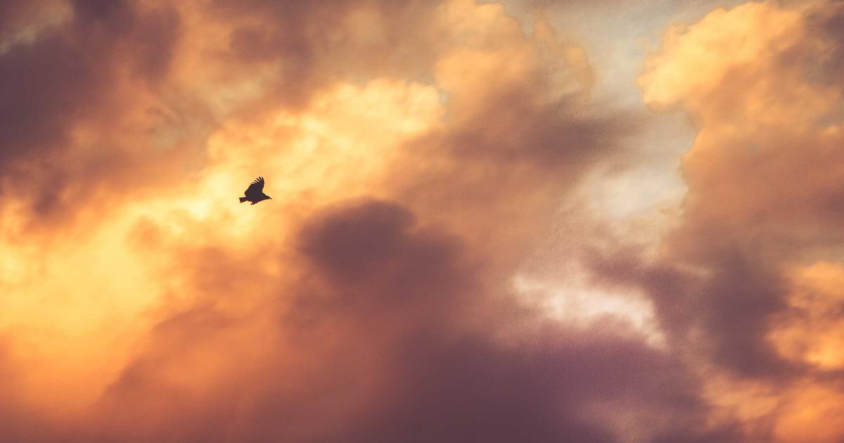 夕暮れの空を飛ぶ鳥