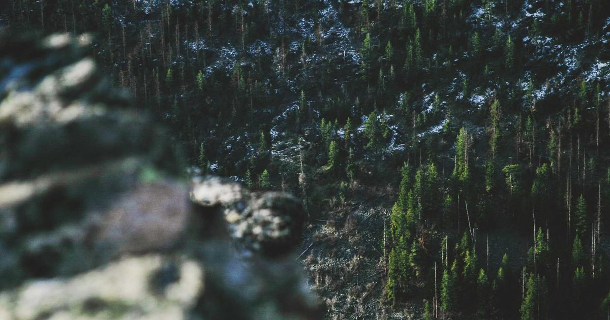 霜のおりた植物のクローズアップ。静かに立ち止まるイメージ