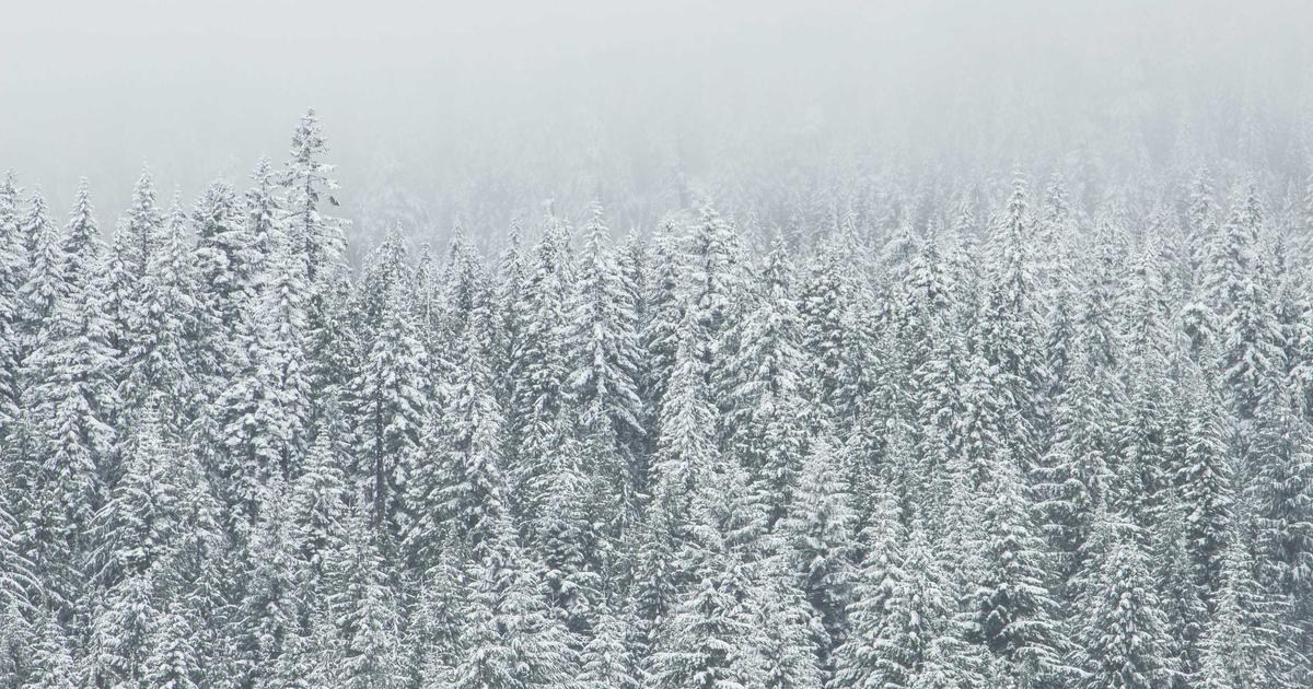 雪の積もった森を上から見た風景。静かに覆われたイメージ