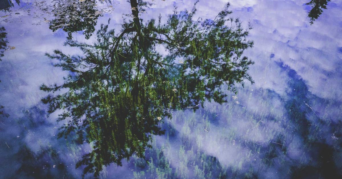 水面に映る木々の枝葉