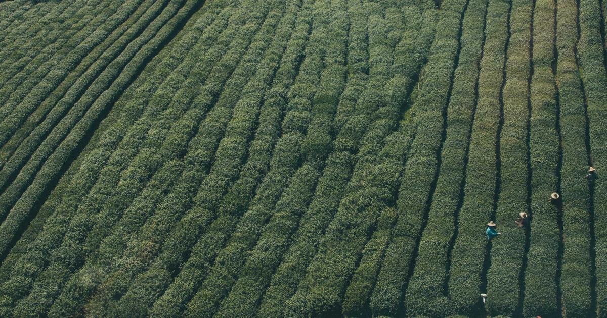 上空から見た茶畑の畝