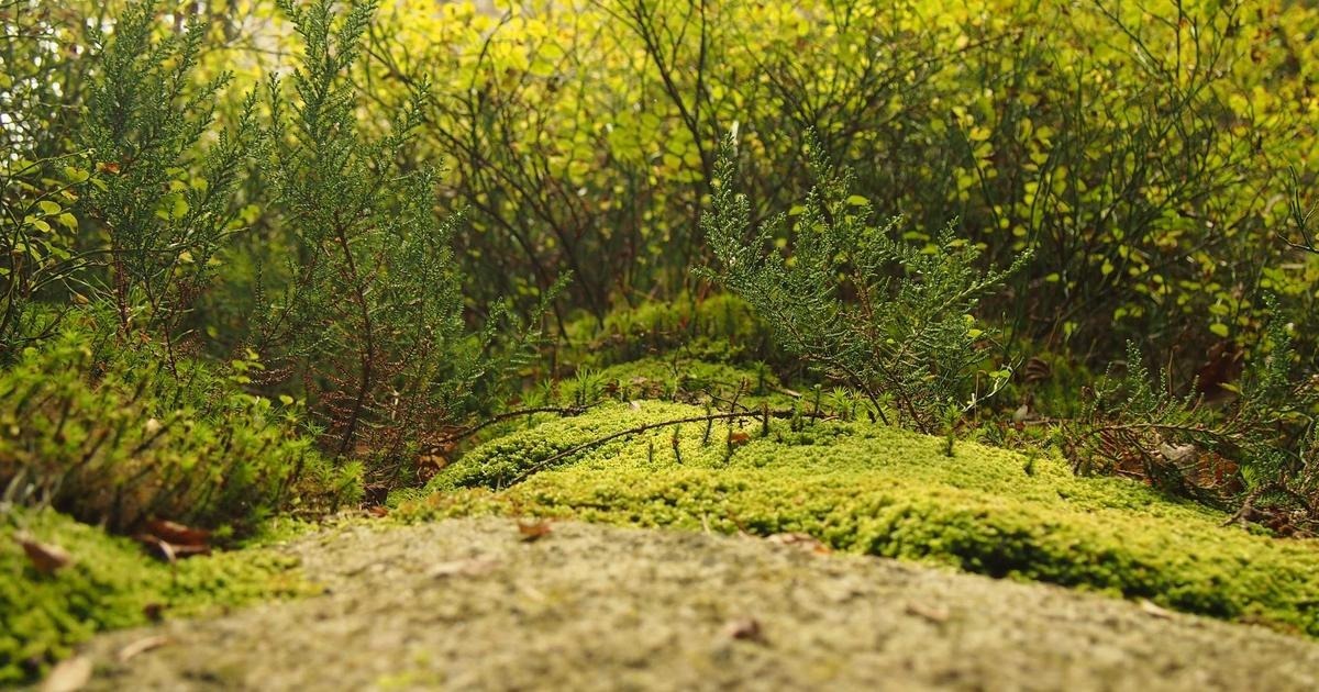 緑の苔と木々が広がる森