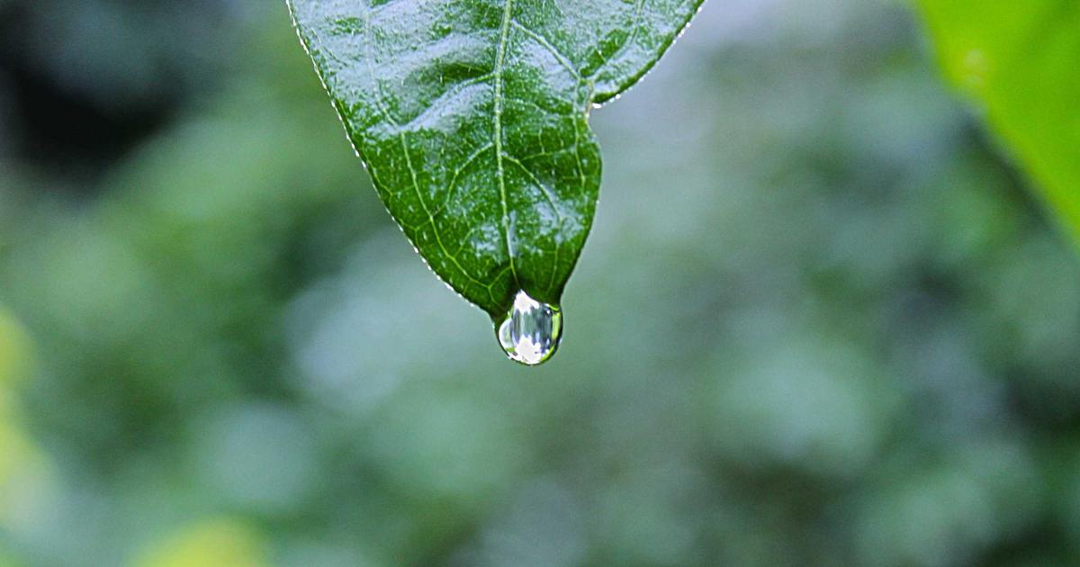 葉先で光る一滴の水滴