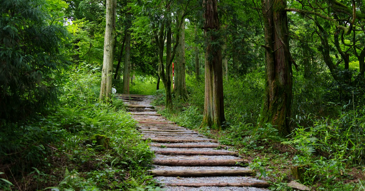 緑の森の中を上っていく石段の道
